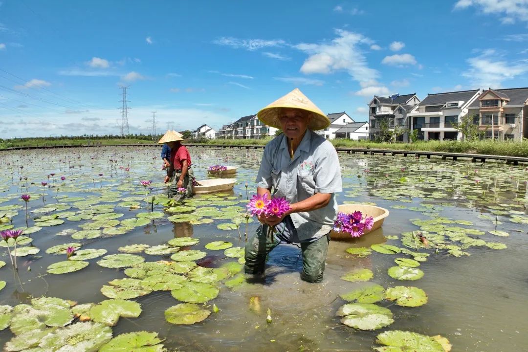 走出新賽道：南勝村的蓮花經(jīng)濟  .jpeg